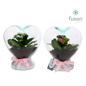 Green Bottle Glazen Hart helder met Kalanchoe