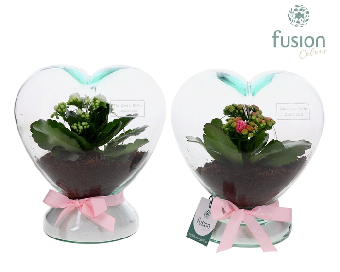 <h4>Green Bottle Glazen Hart helder met Kalanchoe</h4>