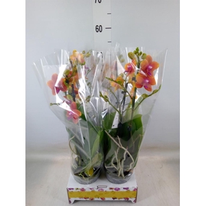 Phalaenopsis   ...orange