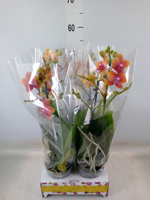 <h4>Phalaenopsis   ...orange</h4>