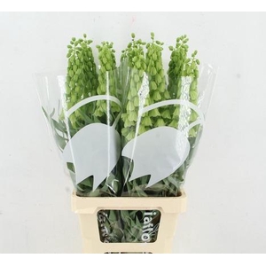 FRIT IVORY BELLS 080CM