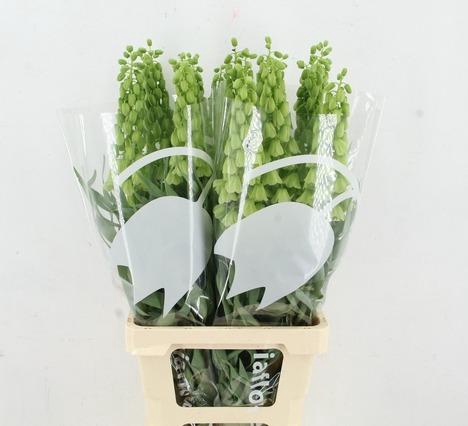 FRIT IVORY BELLS 080CM