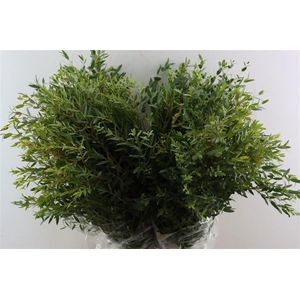 Euca Parvifolia 200gr P Bunch