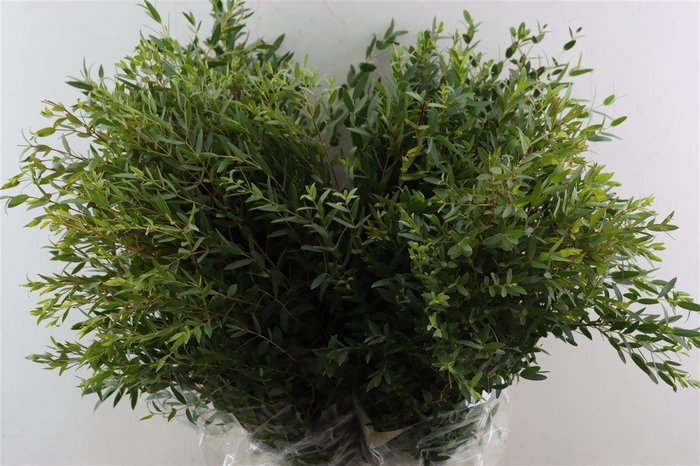 <h4>Euca Parvifolia 200gr P Bunch</h4>