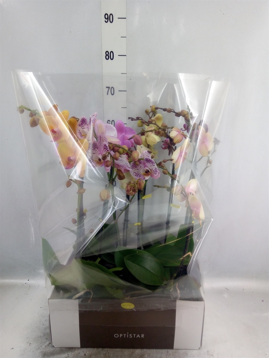 <h4>Phalaenopsis   ...mix</h4>