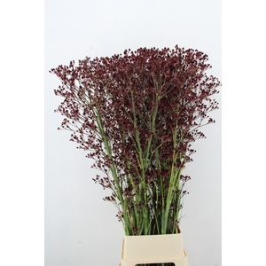 ERYN PAN MAG R THUND 150CM