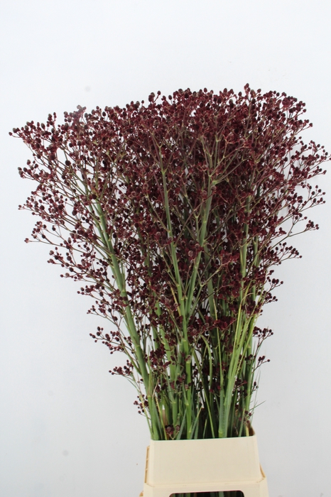 <h4>ERYN PAN MAG R THUND 150CM</h4>