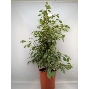 Ficus benja. 'Golden King'