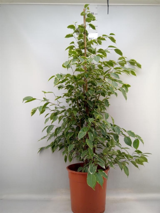 <h4>Ficus benja. 'Golden King'</h4>