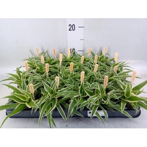 Chlorophytum com. 'Ocean'