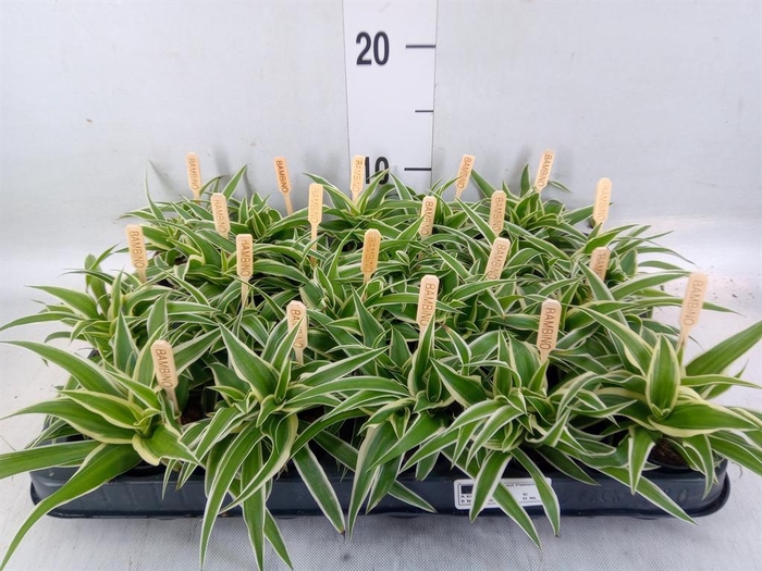 <h4>Chlorophytum com. 'Ocean'</h4>