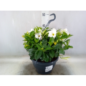 Mandevilla   ...