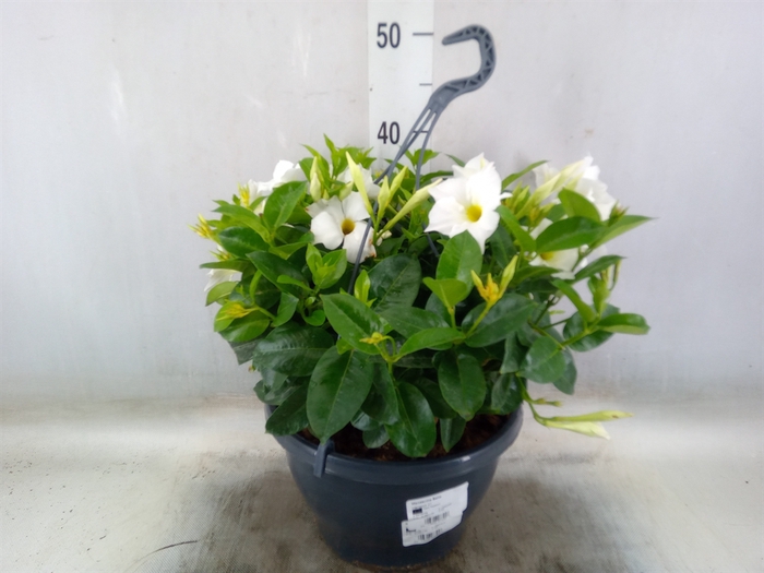 <h4>Mandevilla   ...</h4>
