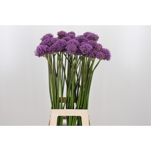 Allium Gladiator