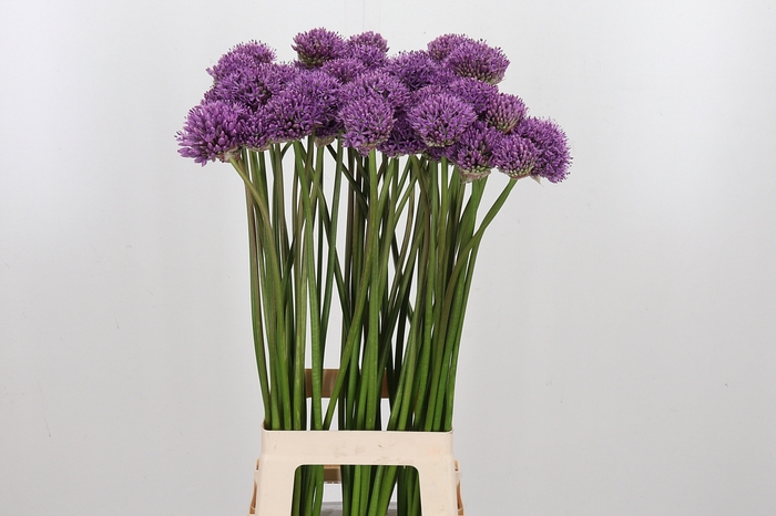<h4>Allium Gladiator</h4>