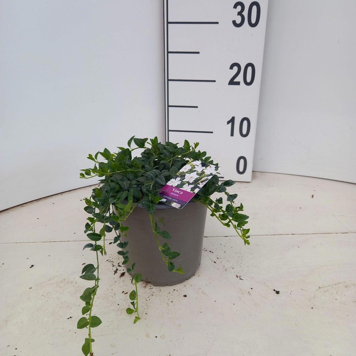 <h4>Vinca minor (Plena Grp)</h4>
