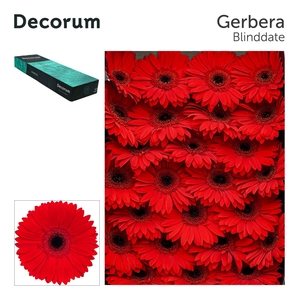 Gerbera GB 'Blinddate'
