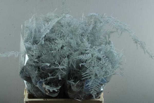 <h4>Asp Middel Getopt Wit</h4>