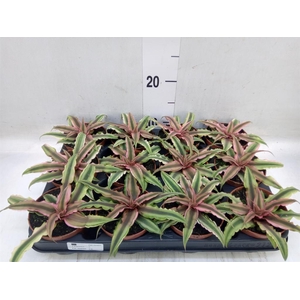 Cryptanthus bivittatus 'Pink Starl'