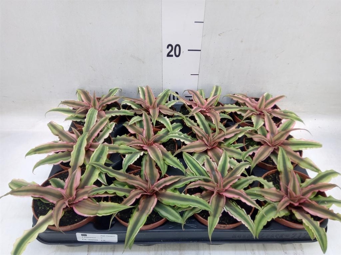 <h4>Cryptanthus bivittatus 'Pink Starl'</h4>