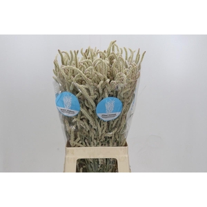 AMAR YEARMING DESERT