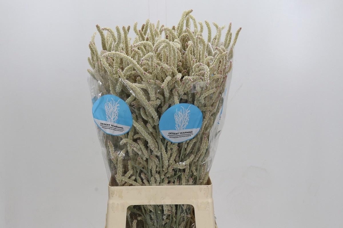 <h4>AMAR YEARMING DESERT</h4>