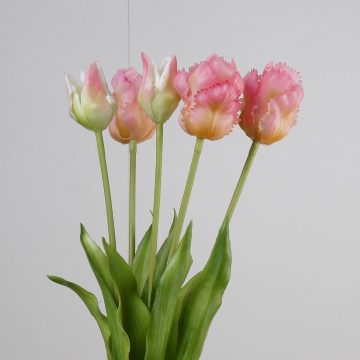 AF Tulip Parrot x5 L40cm Pink