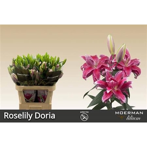 Li Or Du Roselily Doria