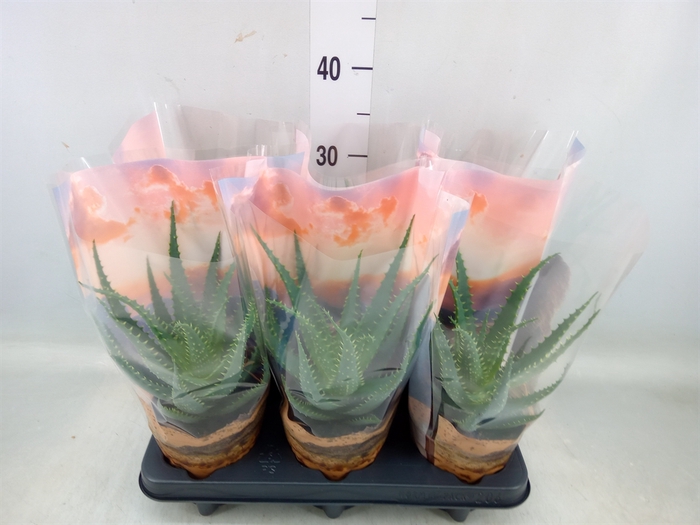 <h4>Aloe arborescens</h4>