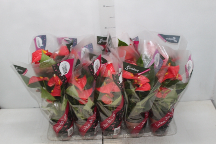 <h4>ANTHURIUM ESUDO P12</h4>