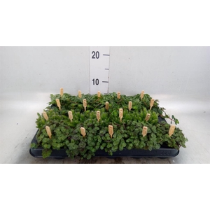 Planten  ..mix
