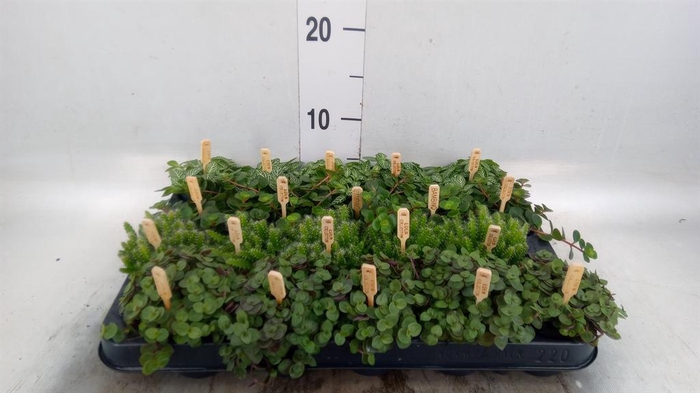 <h4>Planten ..mix</h4>