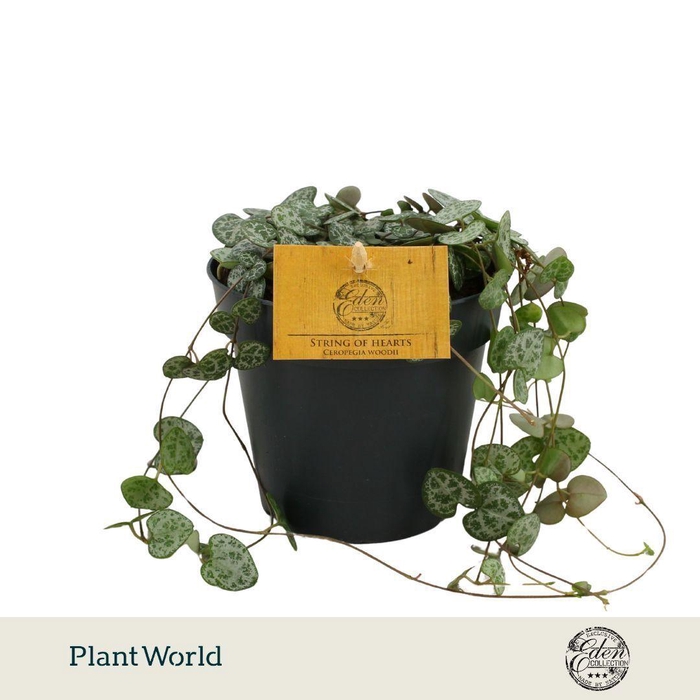 <h4>Ceropegia woodii 12cm</h4>