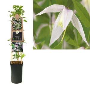 Clematis alp. 'Willy' +3.0 label