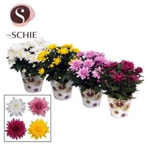 Ch Grandezza Mix Potcover BLOOM