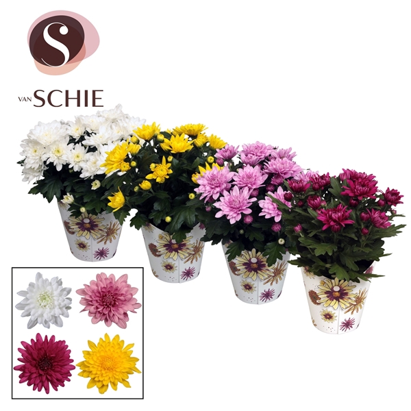 Ch Grandezza Mix Potcover BLOOM