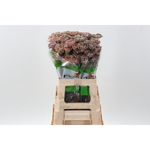 Di St Tinted BlackVintage