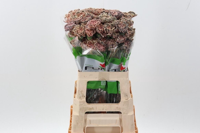 <h4>Di St Tinted BlackVintage</h4>