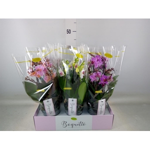 Phalaenopsis multi.   ...mix  3