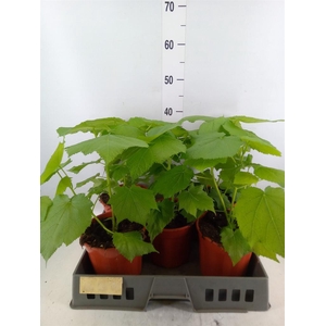 Sparrmannia africana