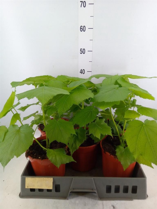 <h4>Sparrmannia africana</h4>