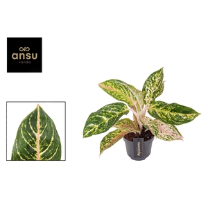 Aglaonema Melon Candy