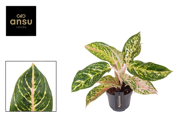<h4>Aglaonema Melon Candy</h4>