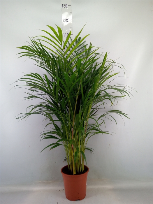 <h4>Dypsis lutescens   ...Chrysalidoca</h4>