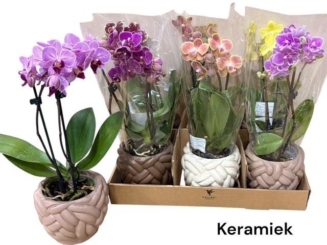 <h4>ARR PHALA MT 14+</h4>