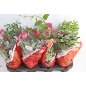 ERVAS AROMATICAS P15