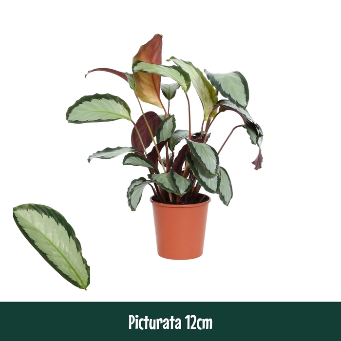<h4>Calathea 12cm Picturata - Living</h4>