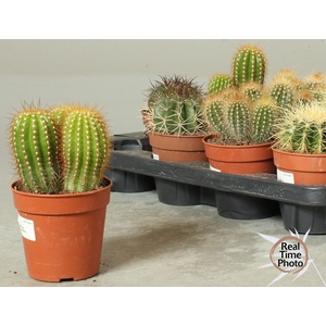 CACTUS OV