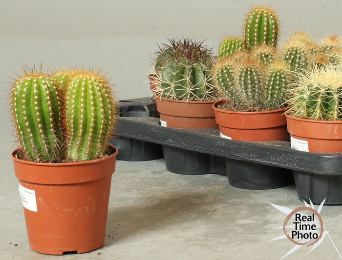 <h4>CACTUS OV</h4>