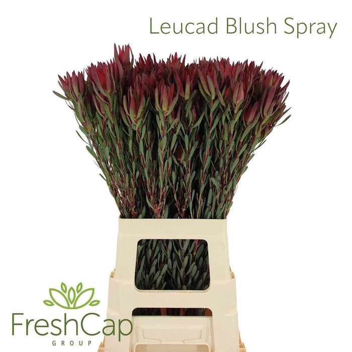 <h4>LEUCAD SAL BLUSH</h4>